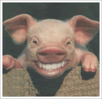 laughpig.gif