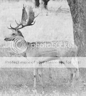 FallowStag.jpg