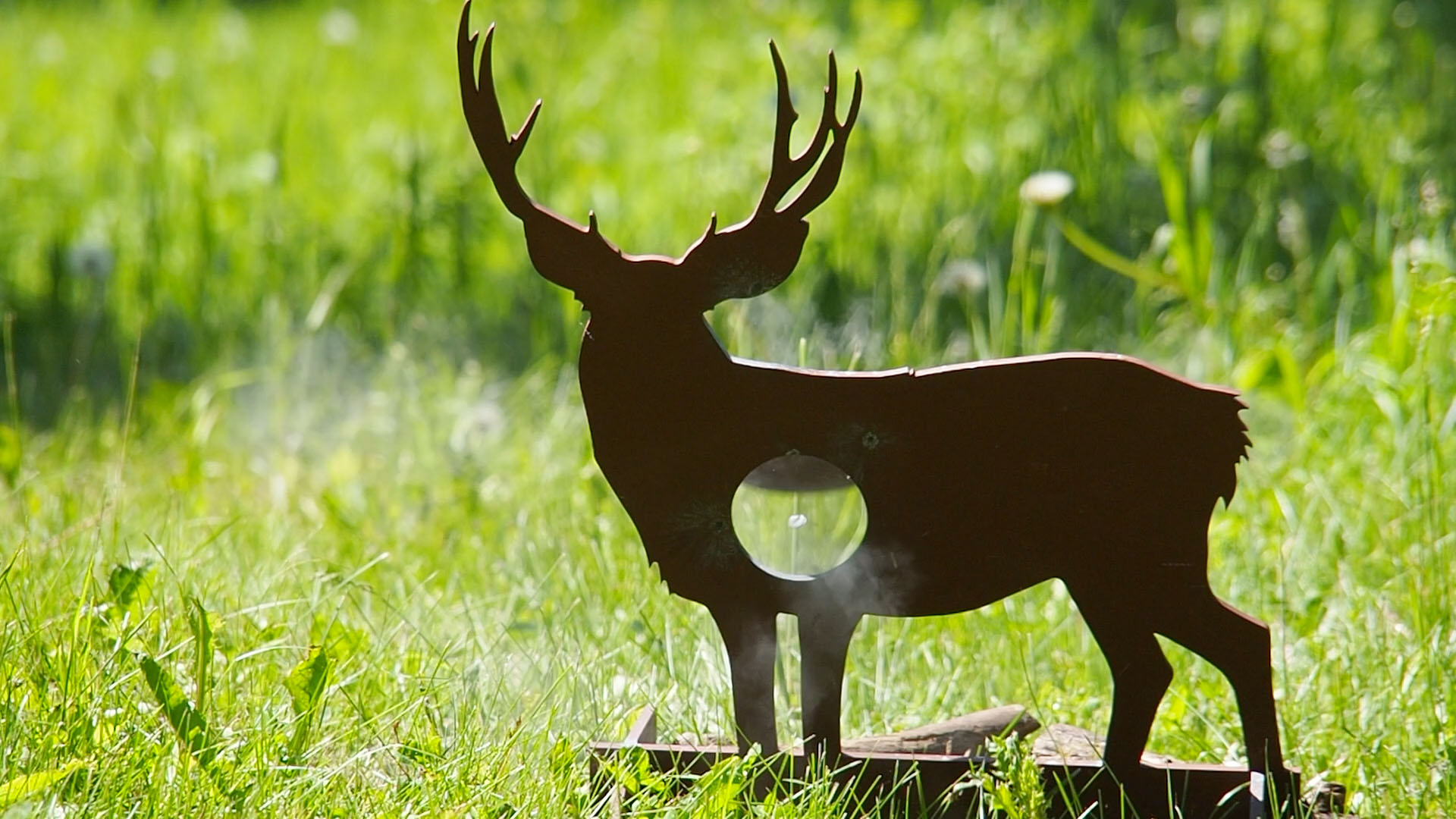 mule_deer_b.jpg