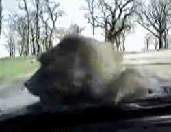 monkeys-humping-on-a-hood.gif