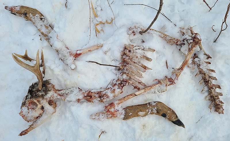 Skeleton_Deer_Buck_Dec_2021_lowres.jpg