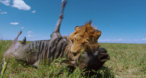 tumblr_lxjt73wM591r4zr2vo1_r2_500.gif