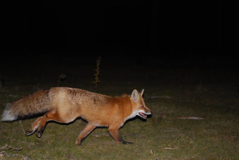 hunting2007044.jpg