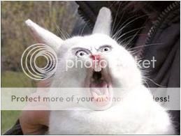 scaredrabbit.jpg