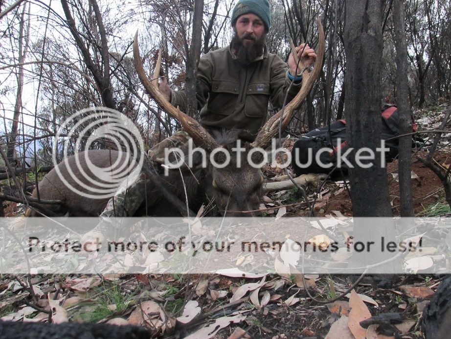 IMG_3745burntstag.jpg~original