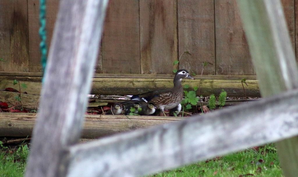 image_zps7vriptxb.jpeg~original