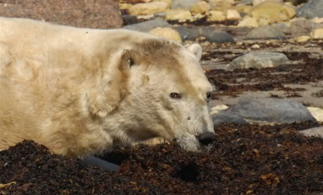 5bears4.jpg