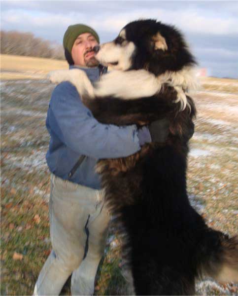 hudsons-malamutes-Strykker01.jpg