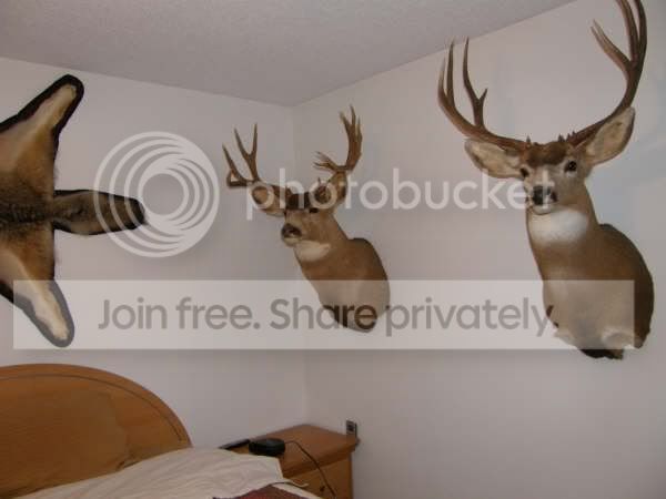 Muledeer.jpg