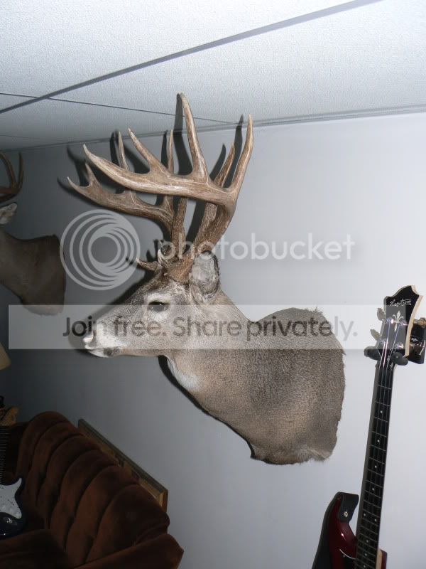 2009Whitetail005.jpg