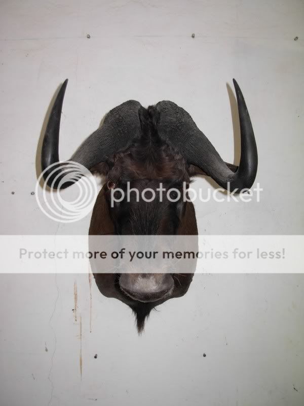 Blackwildebeest.jpg