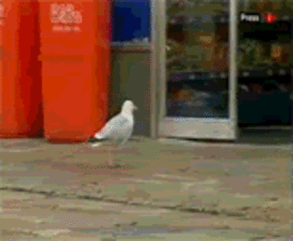 ibtl_zps90a5455f.gif