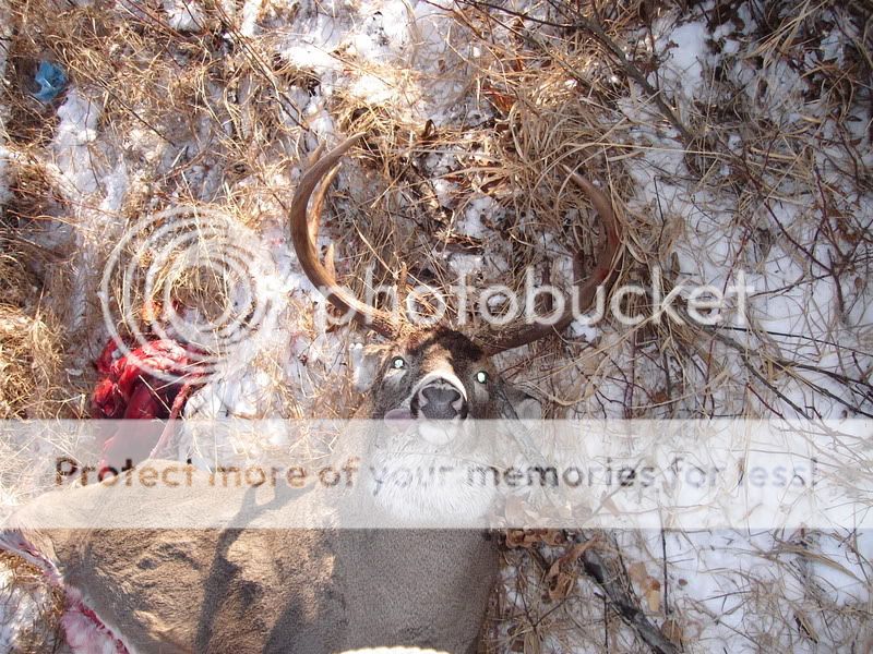 2007whitetail005.jpg