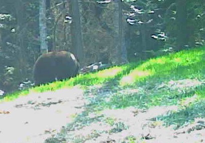 bear3.jpg