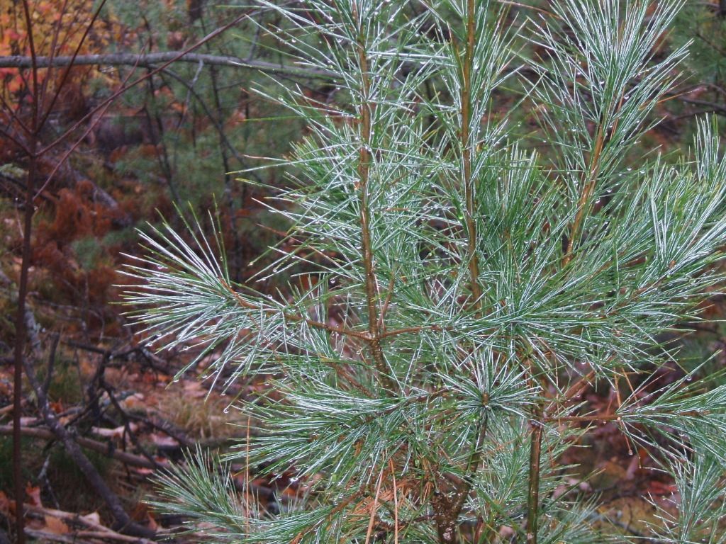 DSCF1495.jpg