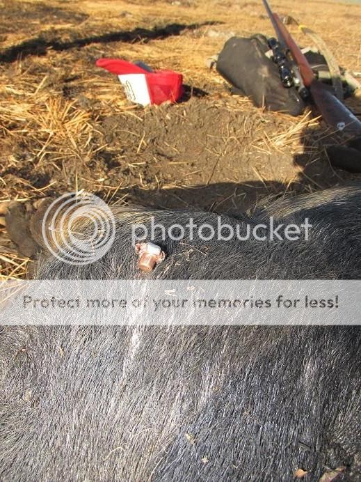 IMG_1335woodleighboar.jpg~original