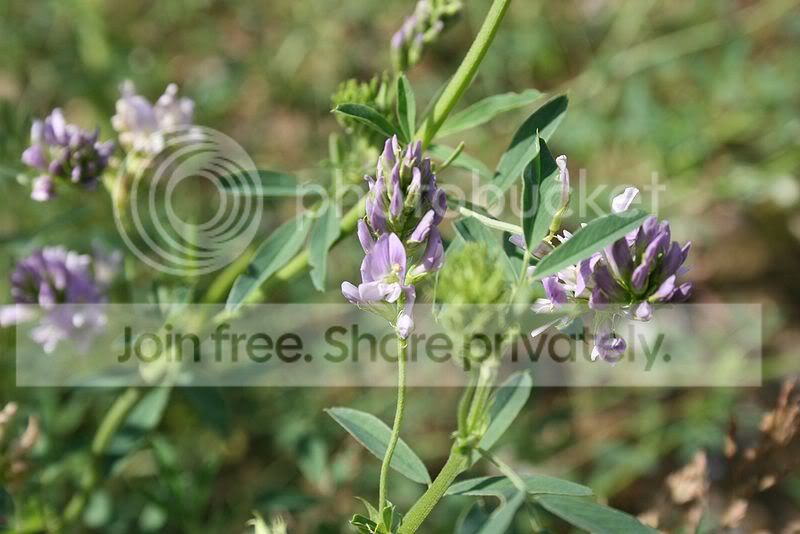 800px-Medicago-sativa-flowers.jpg