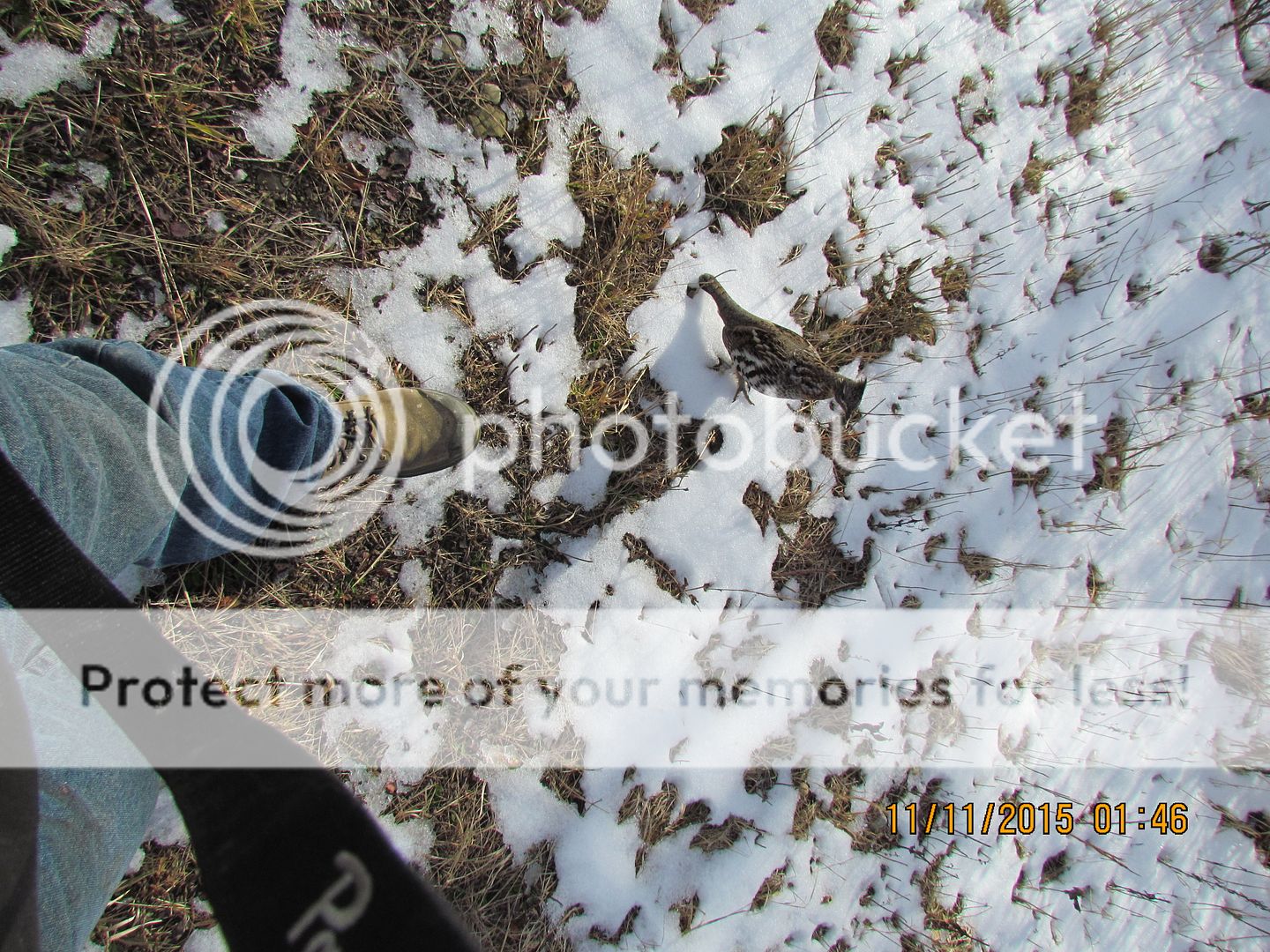 IMG_3119_zpscqtg0lho.jpg~original