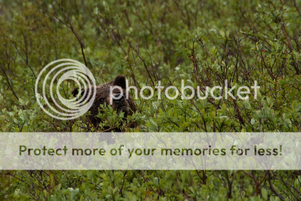 g%20bear3_zpsfcxgxdul.jpg