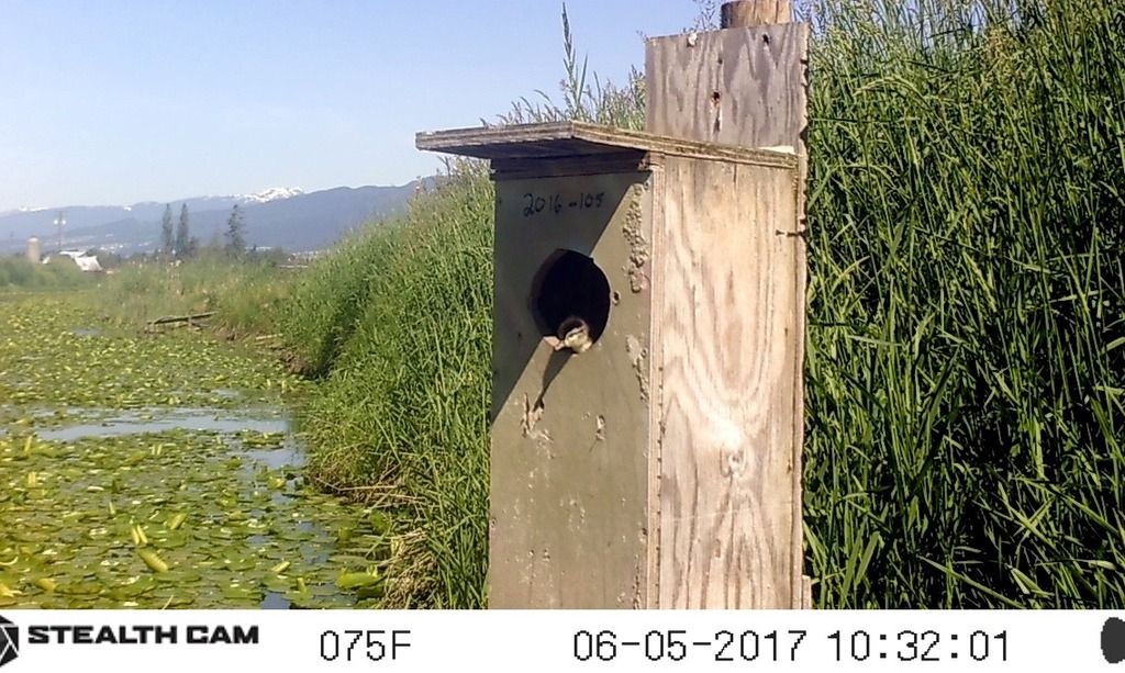 image_zpse83qjnrp.jpeg~original