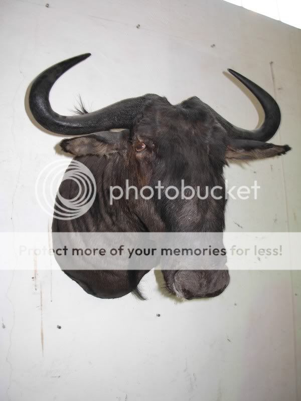 Bluewildebeest.jpg
