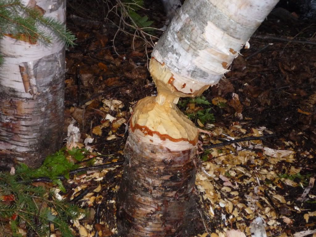 2010TemagamiGrouseandDEERWopHunt013.jpg