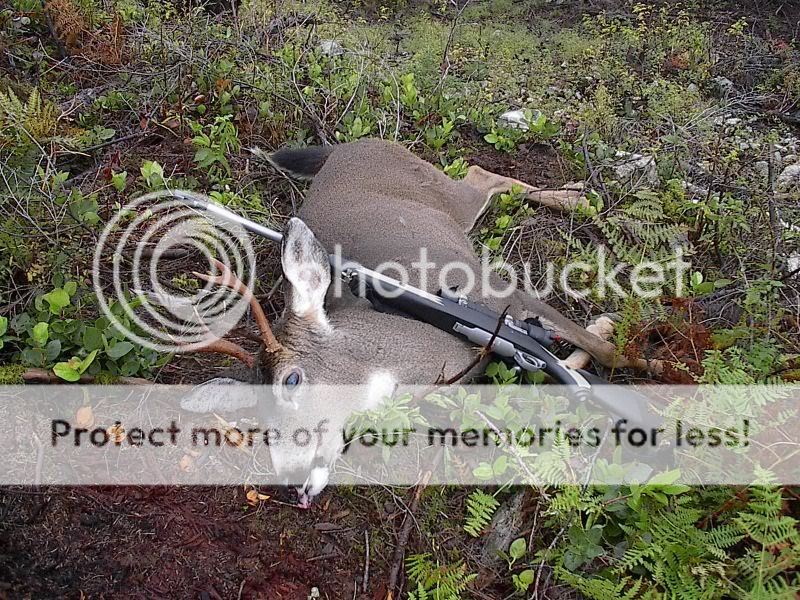 2009Blacktail003.jpg