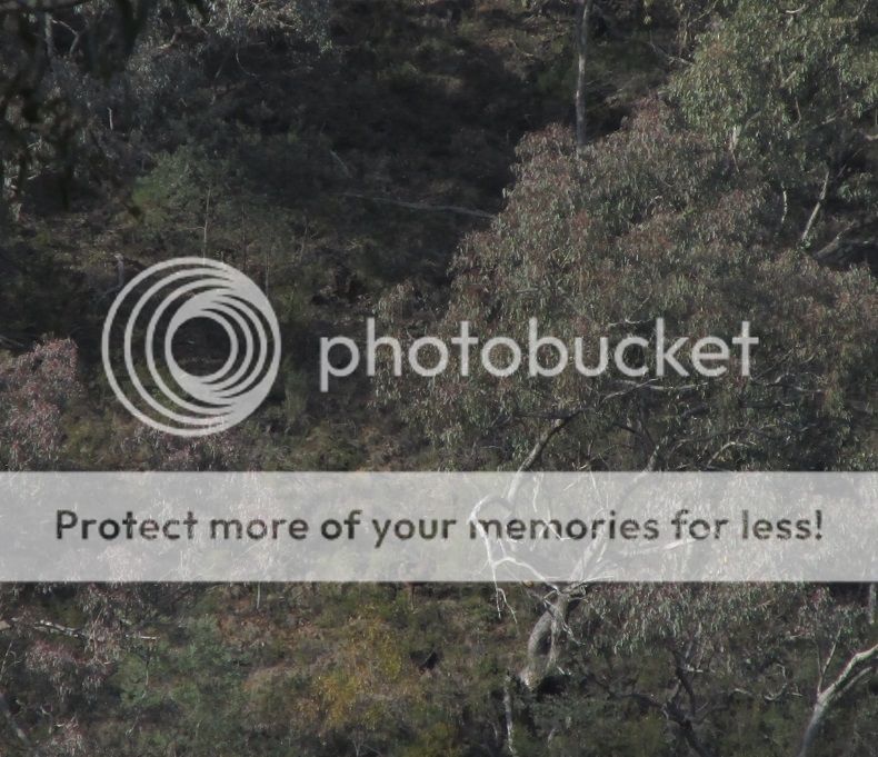 IMG_5951hind600m.jpg~original