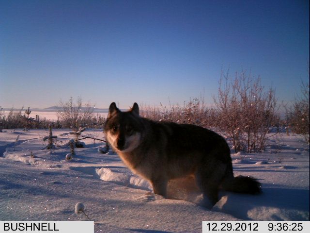 rewolfwolf_zps7d83eff2.jpg