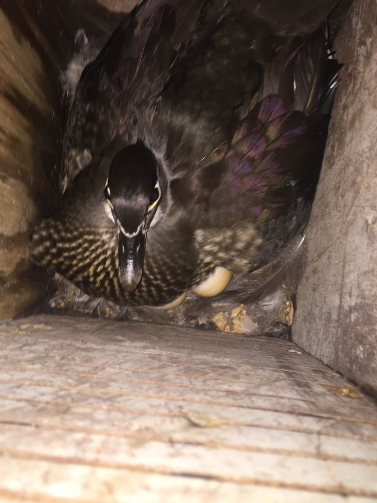 image_zpsdbzy0kdm.jpeg~original