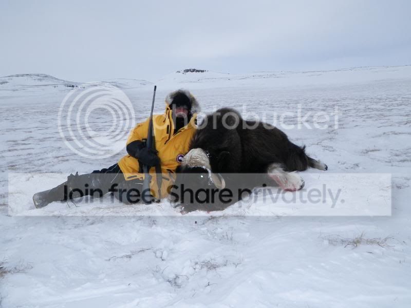 2011_0415Muskox0060.jpg