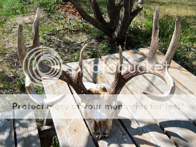 Buck-0003.jpg