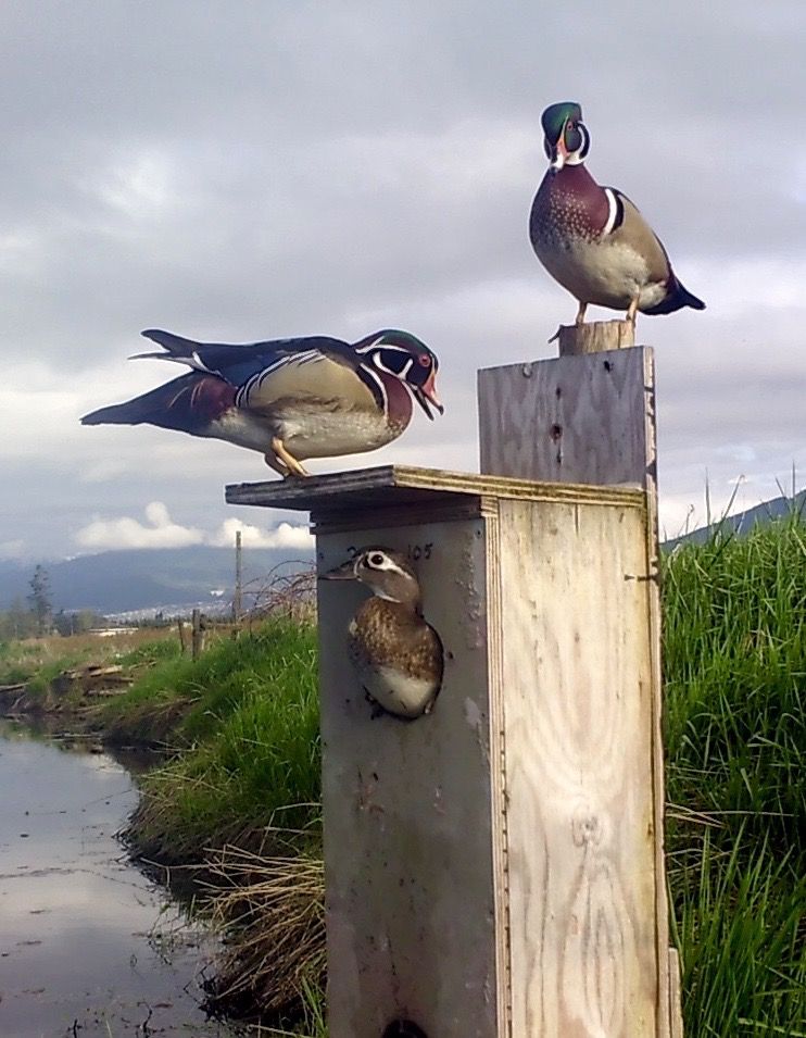 image_zpsntqi6qrn.jpeg~original