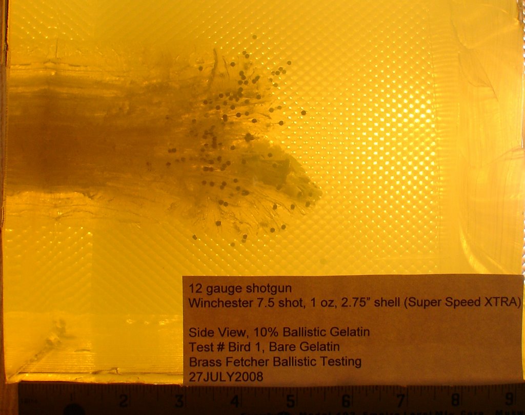birdshotWoundProfile.JPG