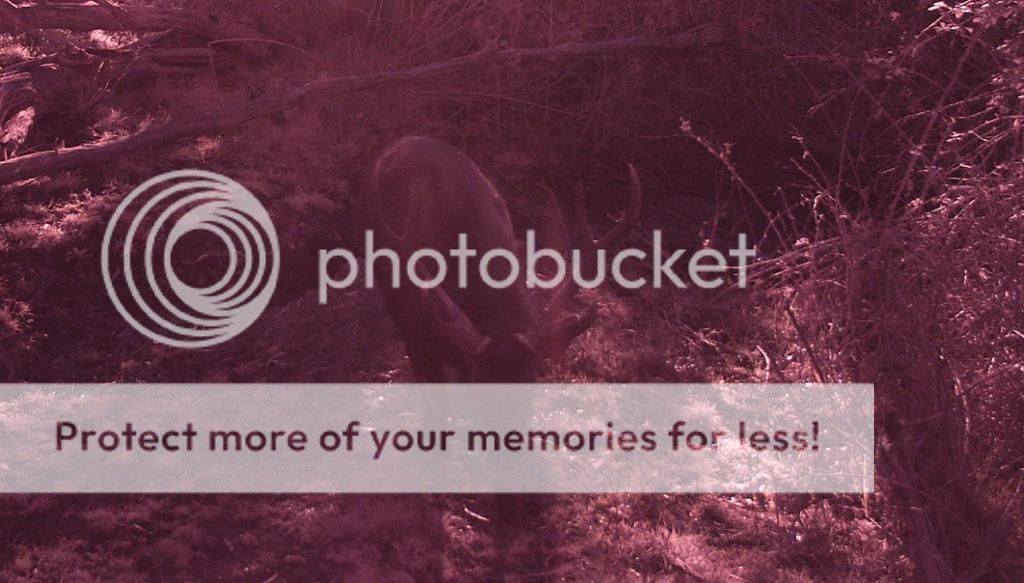 mansfieldstonker.jpg~original