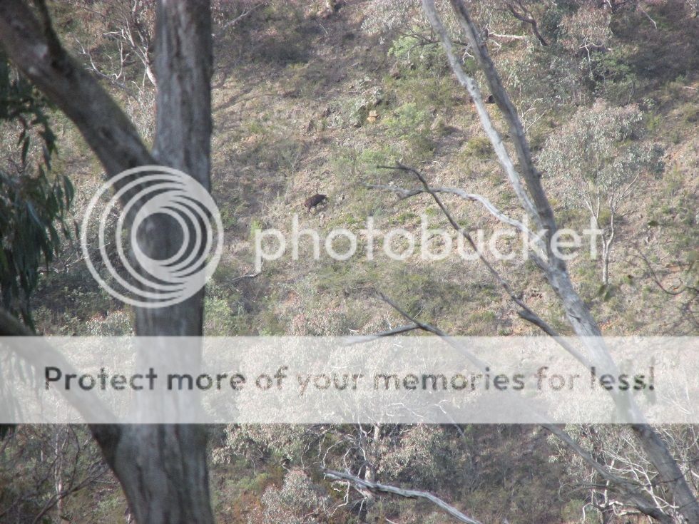 IMG_5960spikestag.jpg~original