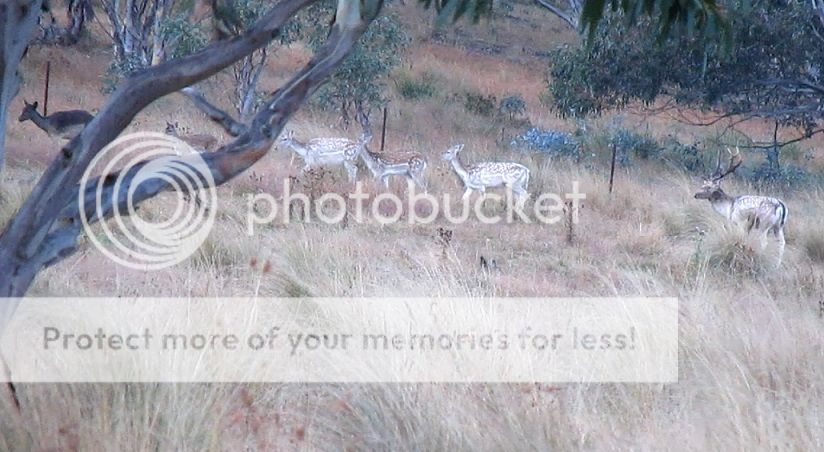 Untitledclefty%20mob.jpg~original