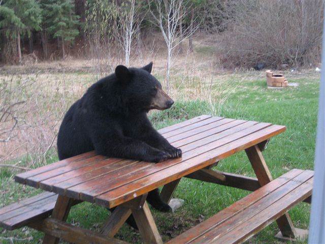 bear-picnic.jpg