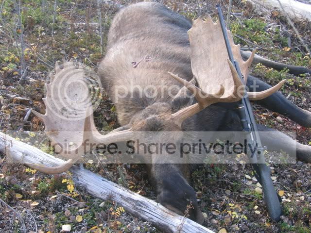 416Moose-2.jpg