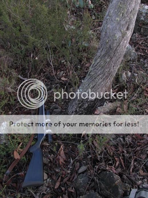 IMG_1009droppedt3.jpg~original