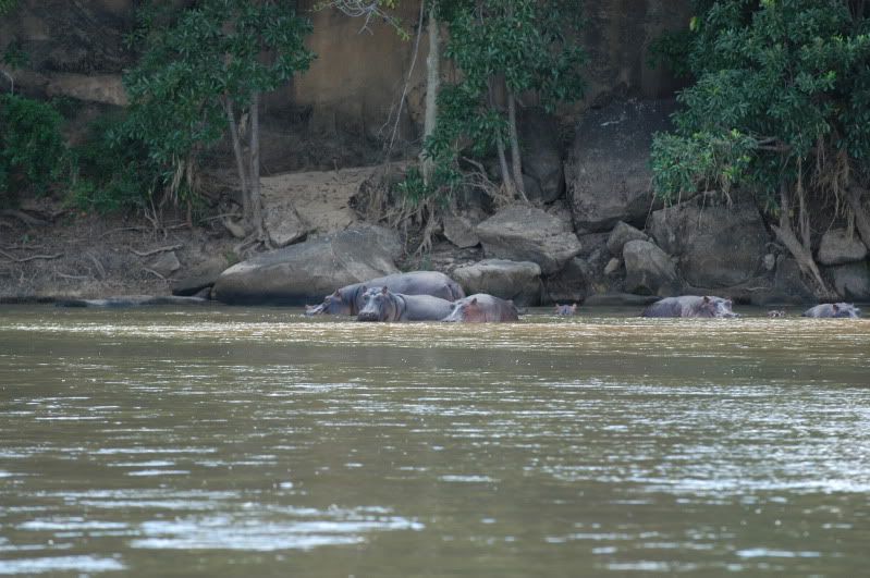 hipposincamp.jpg
