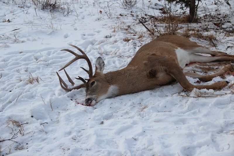 whitetail_zpsi1j8jbbu.jpg