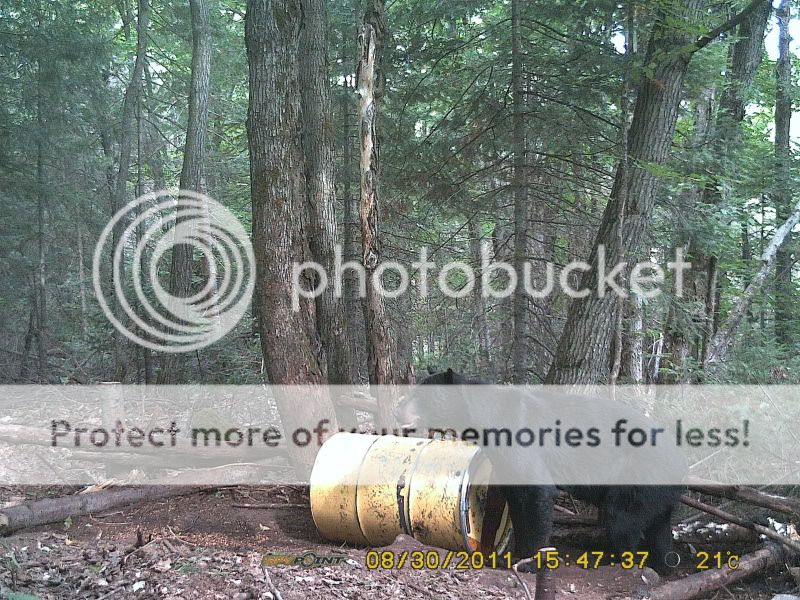 Bear2011pitbait1367.jpg