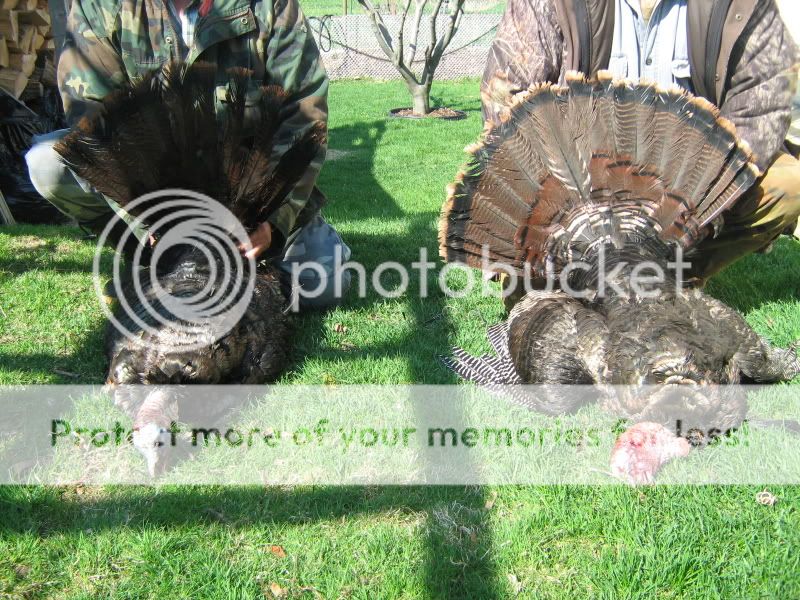 Turkeys_2009005.jpg