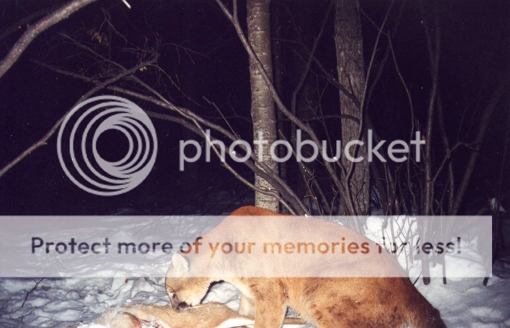 cougar2.jpg
