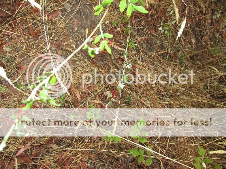 IMG_0433_bloodtrail.jpg~original