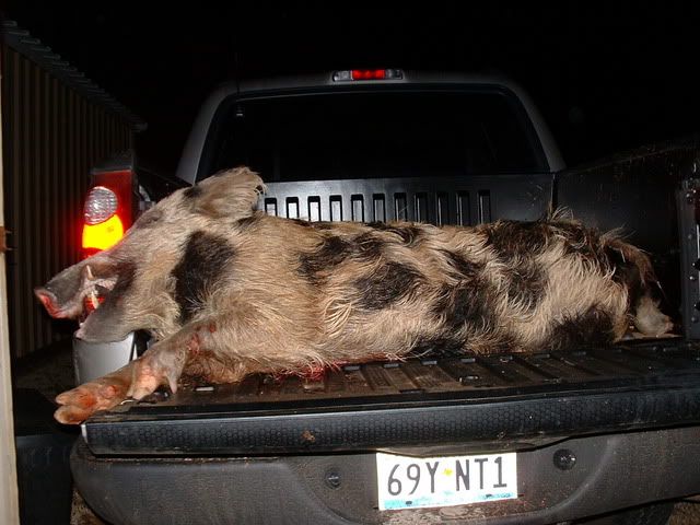 hog305.jpg