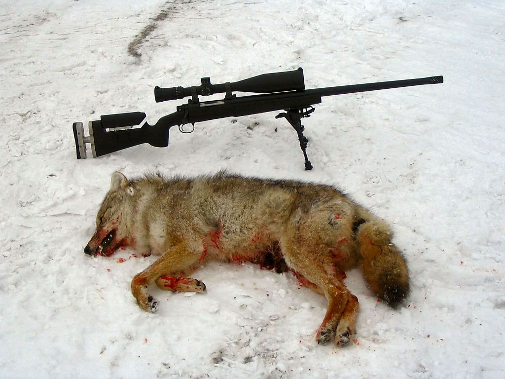 coyote683yds300WM_a.jpg