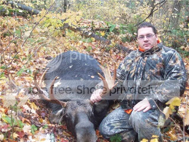moose-1.jpg