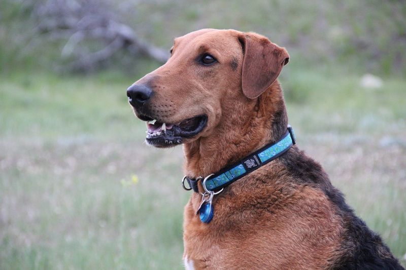 Ruby%20in%20Jasper_zpsy3btjwfx.jpg